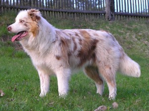 tmavsi red merle