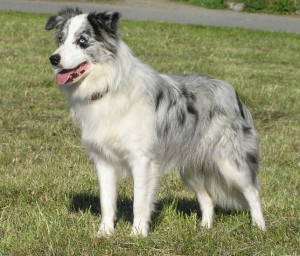 Blue merle